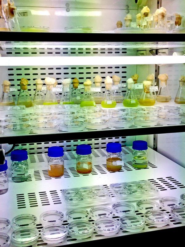 Formandos visitam a Algoteca da Universidade de Lisboa, que alberga uma coleção de microalgas em cultura. (Fonte: Projeto SOPHIA)