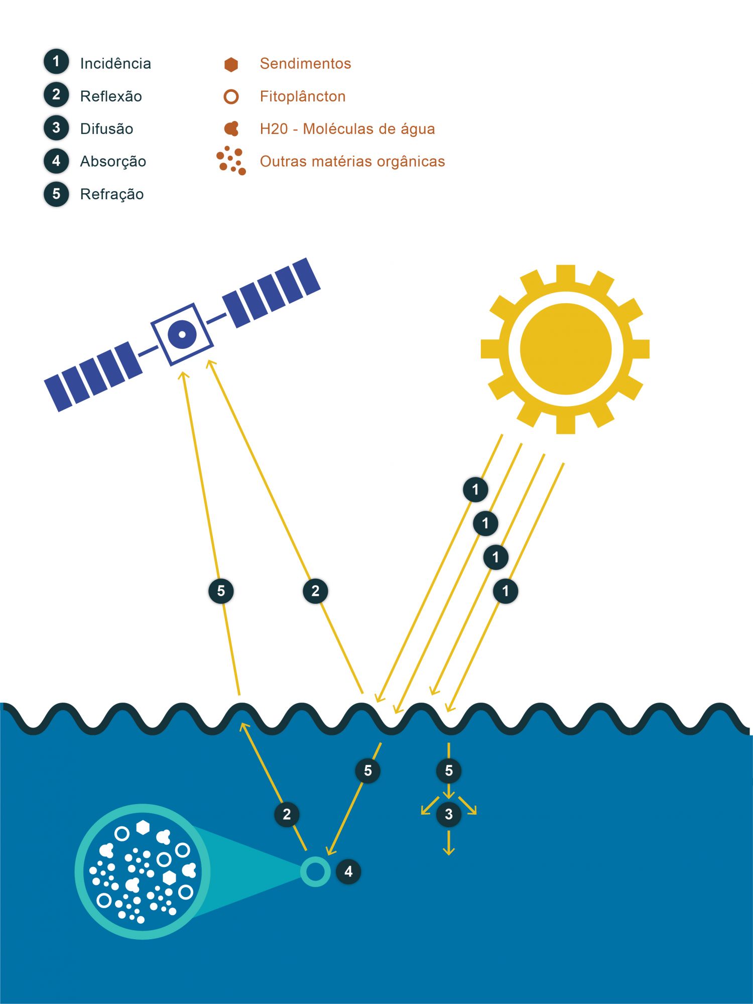 Possíveis formas de interação de luz visível no oceano. O conceito de cor do oceano é facilmente percetível já que o olho humano também recolhe informação nos comprimentos de onda do visível. É a forma como a luz interage com a água e os seus constituintes que determina o comprimento de onda da radiação retrodifundida pela coluna de água, ou seja, que determina a sua cor. Assim, a variação da cor do oceano depende da quantidade e ângulo da luz incidente, por um lado, e dos constituintes da coluna de água, por outro. Estes podem ser partículas orgânicas e inorgânicas em suspensão e matéria orgânica dissolvida. No caso da água pura, i.e., sem partículas em suspensão, a baixa absorção dos comprimentos de onda na gama dos azuis é o principal mecanismo que lhe dá cor. No entanto a profundidade da coluna de água poderá também influenciar o sinal recebido pelos satélites se for inferior à profundidade da zona eufótica. A utilização deste ficheiro é regulada nos termos da licença Creative Commons Attribution 4.0 (CC BY-NC-ND 4.0, https://creativecommons.org/licenses/by-nc-nd/4.0/) 