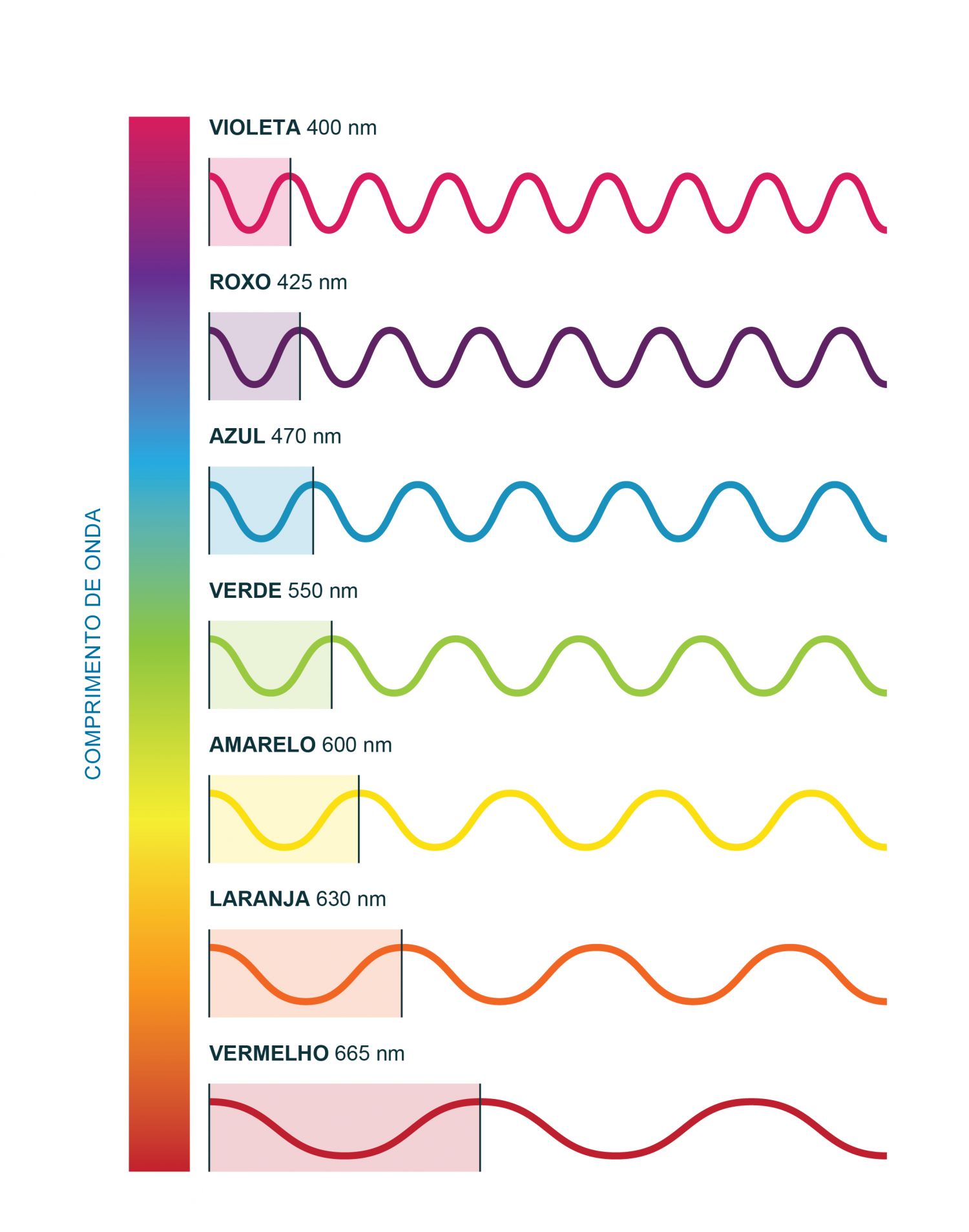 O espectro no visível: o comprimento de onda de cada cor em nm. Existem duas formas de interação da radiação eletromagnética com os constituintes do oceano: por absorção ou por difusão. O comprimento de onda da radiação absorvida ou difundida é que irá determinar a cor do mar. O espectro da luz no visível tem comprimentos de onda que vão desde os mais curtos e mais energéticos, nos violetas e azuis, até aos vermelhos, mais longos e menos energéticos. A utilização deste ficheiro é regulada nos termos da licença Creative Commons Attribution 4.0 (CC BY-NC-ND 4.0, https://creativecommons.org/licenses/by-nc-nd/4.0/)