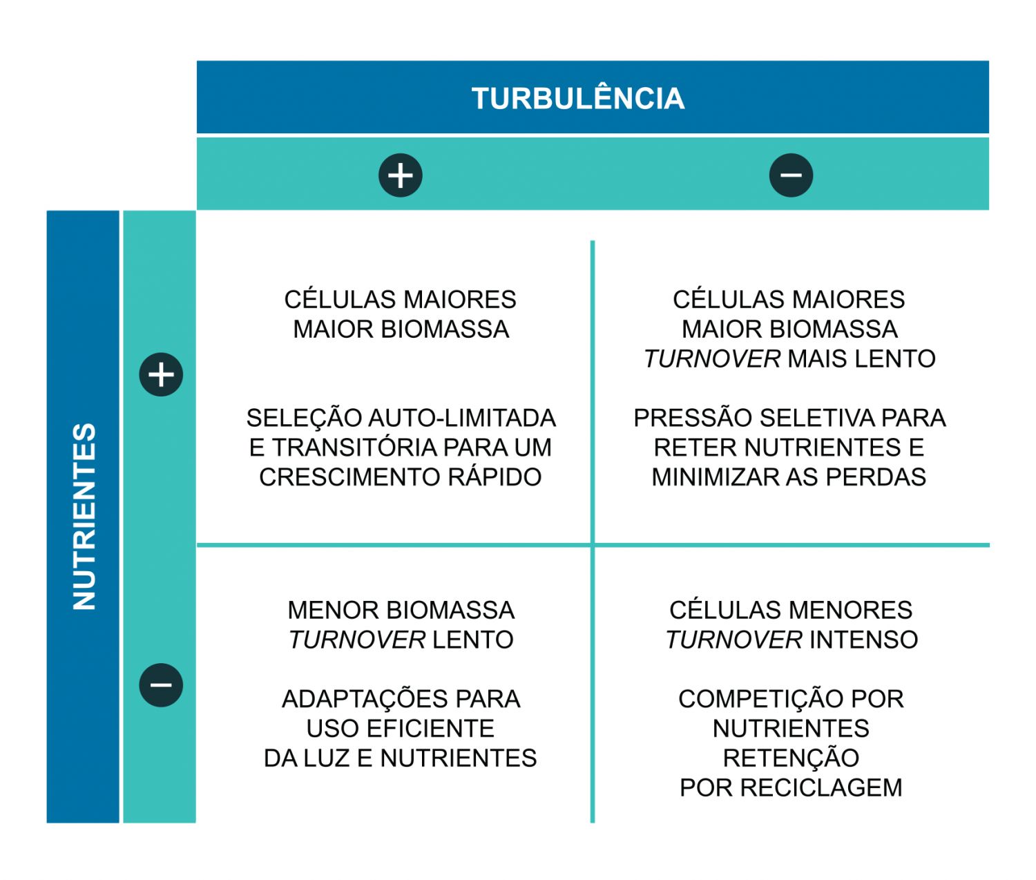 Relações entre as comunidades de fitoplâncton, os nutrientes e a turbulência, como proposto por Margalef (1978) e adaptado por Cullen et al. (2002). As células fitoplantónicas estão fortemente sujeitas às condições ambientais existentes em seu redor. Estas englobam principalmente as condições físico-químicas (e.g. salinidade e temperatura), níveis de luminosidade, condições oceanográficas (e.g. estabilidade da coluna de água) e disponibilidade de nutrientes. As variações dos componentes ambientais acabam por definir a dinâmica do fitoplâncton, já que este responde de uma forma rápida às alterações.  O conhecimento sobre a resposta do fitoplâncton ao afloramento, assim como sobre a sucessão natural dos grupos à medida que as condições ambientais se vão alterando é essencial. Ramon Margalef foi o primeiro a introduzir estes conceitos e a tentar explicar a sucessão sazonal como um processo regulado por forças físicas existentes nas regiões temperadas, como é o caso de Portugal. As representações esquemáticas (Mandala) de Margalef têm vindo a ser desenvolvidas para incluir outros aspetos, como a importância do picofitoplâncton em zonas oligotróficas, com baixa turbulência e reduzida concentração de nutrientes. Esta perspetiva indica que durante eventos de afloramento, com elevada turbulência e enriquecimento das águas em nutrientes, o grupo que prolifera é o das diatomáceas. Geralmente, as diatomáceas também contribuem para um aumento significativo da biomassa total fitoplantónica, dado terem um biovolume relativamente elevado. À medida que o afloramento vai enfraquecendo, há tendência para a estabilização ou estratificação da coluna de água, passando a haver condições mais favoráveis à proliferação de dinoflagelados.  A utilização deste ficheiro é regulada nos termos da licença Creative Commons Attribution 4.0 (CC BY-NC-ND 4.0, https://creativecommons.org/licenses/by-nc-nd/4.0/) 