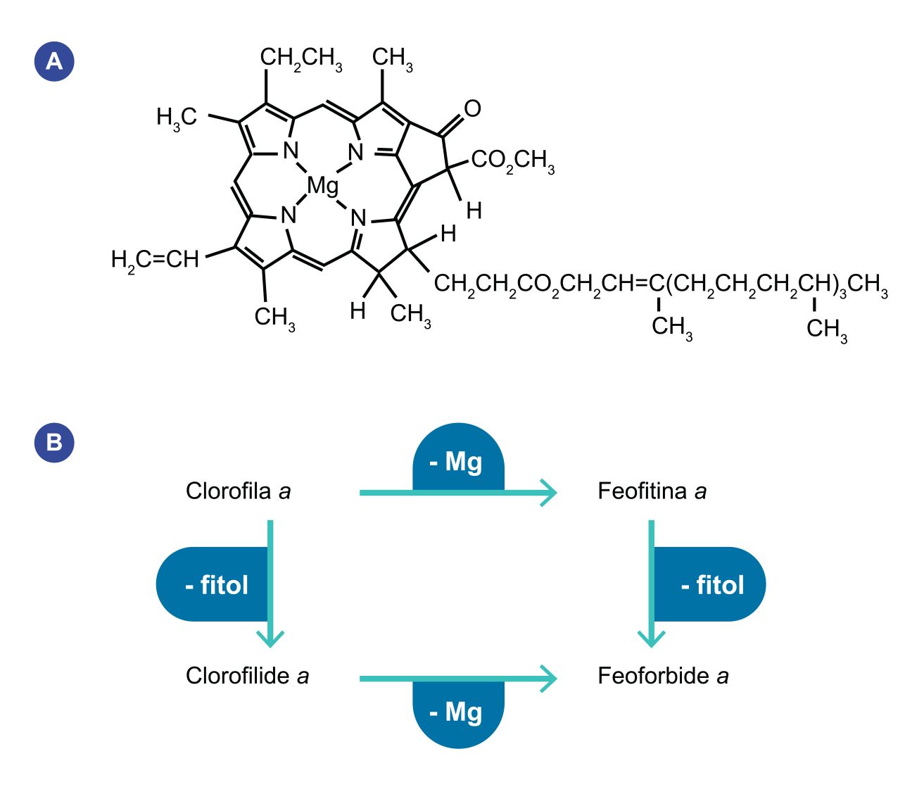 A) Estrutura química da clorofila com representação do anel de magnésio e da cadeia fitol (Fonte: Wisconsin Initiative for Science Literacy, http://scifun.chem.wisc.edu/chemweek/chlrphyl/chlrphyl.html). B) Conversão da molécula de clorofila a nos seus derivados. A quantificação da clorofila a pode ser efectuada por fluorometria, espectrofotometria ou por cromatografia. Para a quantificação da clorofila a, o método considerado mais preciso é o da cromatografia líquida de alta precisão (HPLC, do inglês High Performance Liquid Chromatography). Este método separa os vários pigmentos de acordo com a sua polaridade, sendo a clorofila a um dos pigmentos menos polares. A sua estrutura química pode, contudo, ser alterada por diferentes processos biológicos e físico-químicos e transformar- se em derivados mais polares. Estes derivados são fotossinteticamente inativos mas absorvem luz em comprimentos de onda semelhantes à molécula de clorofila a. As transformações mais frequentes que ocorrem na molécula de clorofila a são a perda do átomo central de magnésio, a perda da cadeia de fitol, ou a perda de ambos, transformando-se em feofitina a, clorofilide a, e feoforbide a, respetivamente.  A utilização da figura B) é regulada nos termos da licença Creative Commons Attribution 4.0 (CC BY-NC-ND 4.0, https://creativecommons.org/licenses/by-nc-nd/4.0/)  